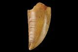 Serrated, Raptor Tooth - Real Dinosaur Tooth #149078-1
